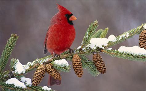 Gorgeous Male Cardinal In Winter Wallpaper Nature And Landscape