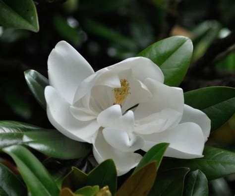 Magnolias Produce Gorgeous Blooms In Early Spring Magnolia