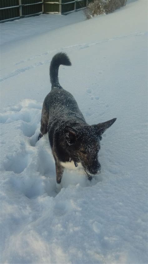 Snow Doggo Aww