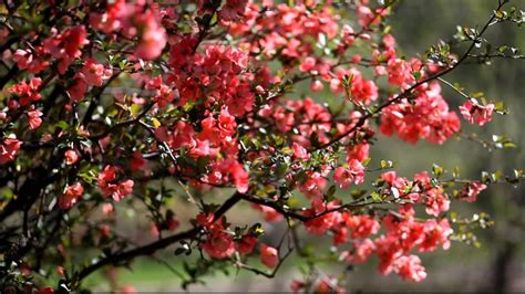 The Gardener's Delight: Deer-resistant flowering shrubs for true spring ...