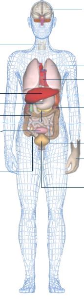 BBC - Science & Nature - Human Body and Mind - Anatomy - Organs anatomy