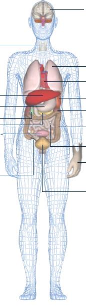 Human Body Diagram Not Labeled K Music