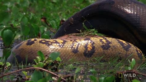 Green Anaconda Snake Attacking