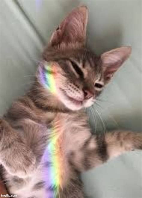 Rainbow Cat Imgflip