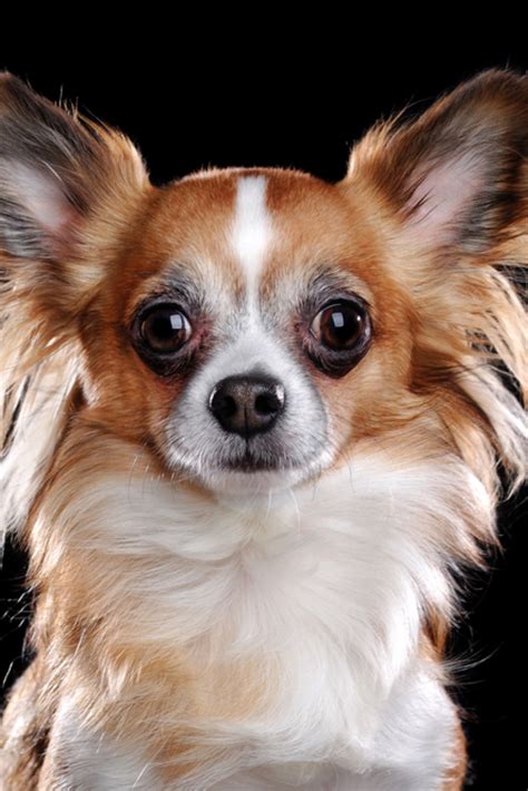 Long Haired Chihuahua Dog Closeup Portrait On Black Chihuahua