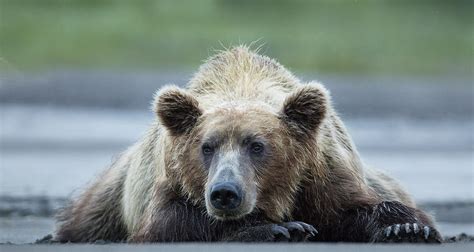 Brown Bear Resting Photograph By Linda D Lester