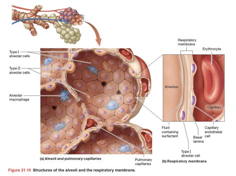 The Respiratory System Figure Structures Of The Alveoli And The