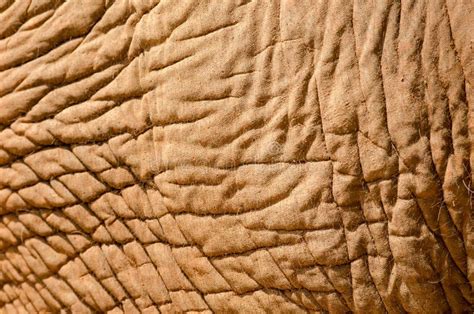 Elephant Skin Stock Photo Image Of Hard Color Animal 51576148