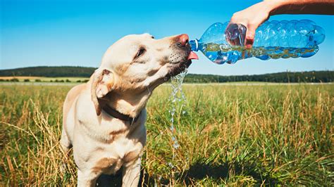 7 Tips For Looking After Your Dog In The Hot Weather Bt