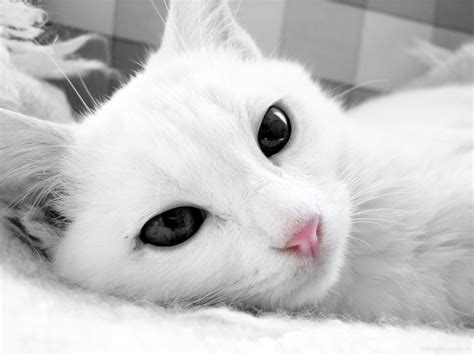 White Cat Wallpaper 73 Pictures