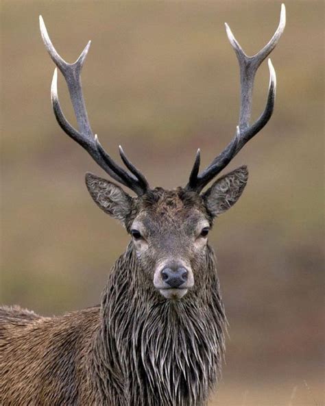 Animals On Instagram There Are Over 60 Different Species Of Deer