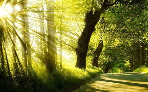 Rays Of Sun Path Trees Sunrays Sunshine Hd Wallpaper Peakpx