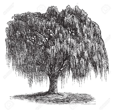 Weeping willow tree drawing black and white. Willow of babilonia clipart - Clipground