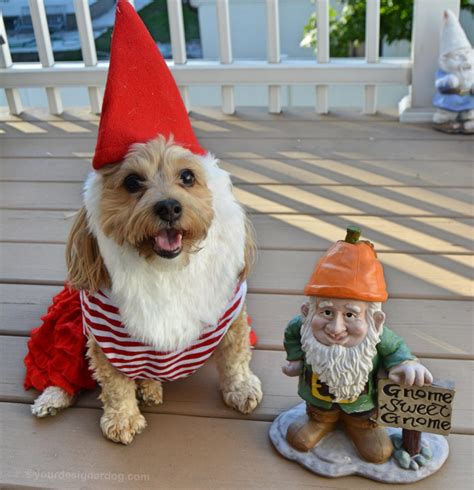 Dog Hat Gnome Ls
