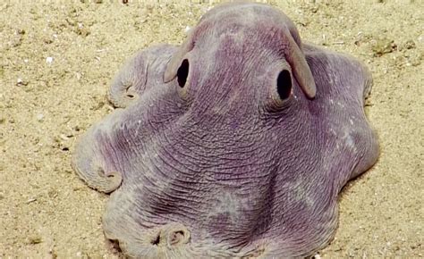 The Dumbo Octopus Is Eight Cute Legs Of Stone Cold Murder