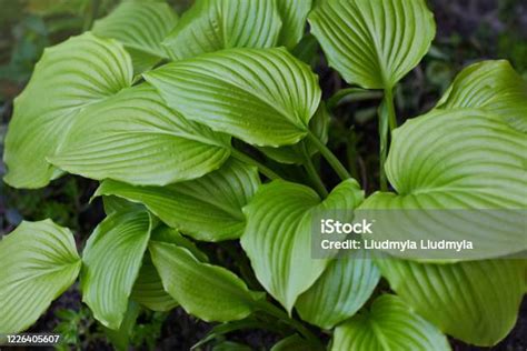 Tanaman Hosta Di Kebun Latar Belakang Daun Hijau Closeup Foto Stok