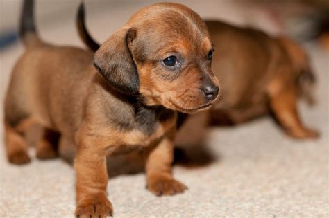 Miniature Smooth Haired Red Dachshund Puppy Wanted Leicester