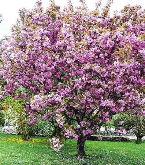 Prunus Serrulata Kanzan Cerisier A Fleurs Du Japon