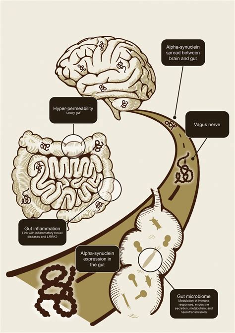 The Microbiome Gut Brain Axis In Parkinsons Disease Neurotorium