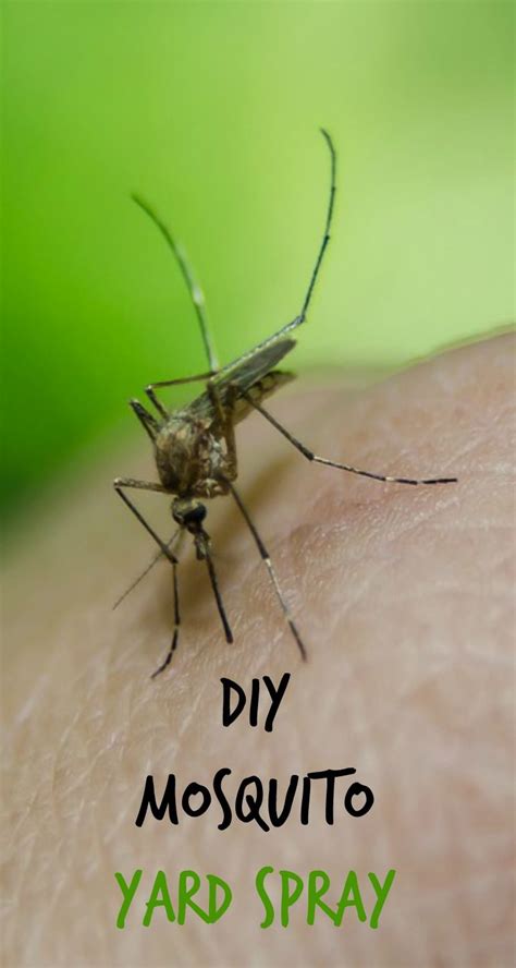 The best diy mosquito traps. Pin on Diy