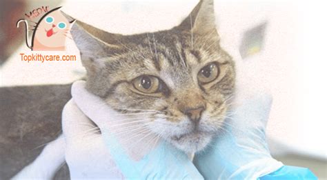 How To Kitten Diarrhea Treatment Top Kitty Cats Care