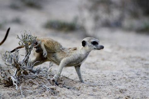 11 Things You Didnt Know About Meerkats