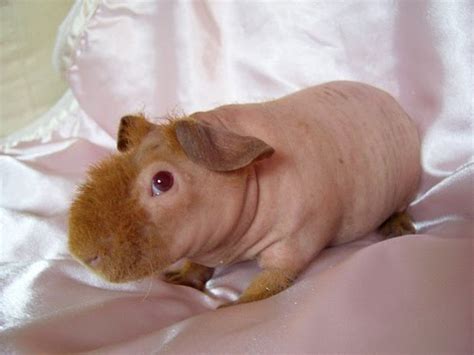 7 Bizarre Breeds Of Guinea Pigs Featured Creature