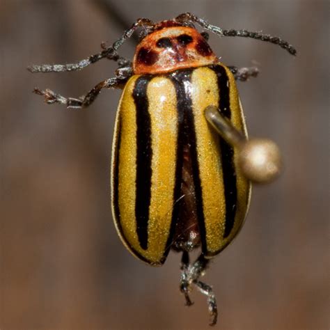 Yellow And Black Striped Beetle Disonycha Pluriligata Bugguidenet