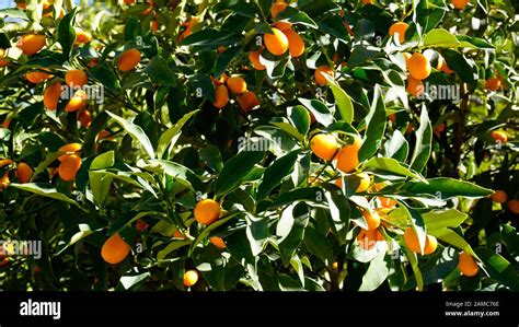 Kumquat Tree With Fruits Closeup Stock Photo Alamy