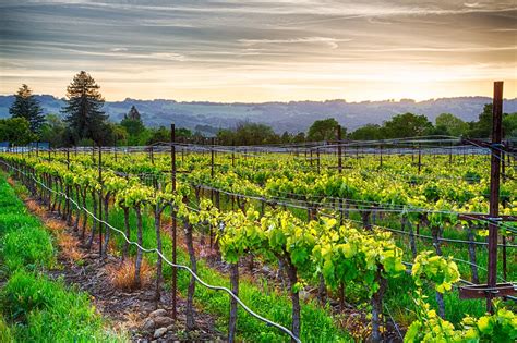 Sonoma Or Napa The Best Northern California Wine Trip For First Timers