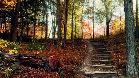 steps deep forest wallpapers hd wallpapers id