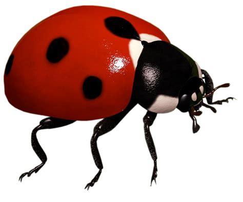 Ladybug Png Image Purepng Free Transparent Cc0 Png Image Library Images