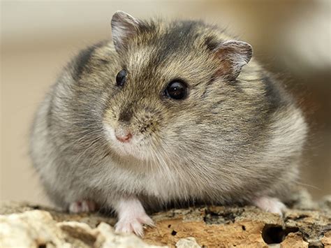 Hamster Als Huisdier Benodigheden En Tips Dierspecialistnl Blog