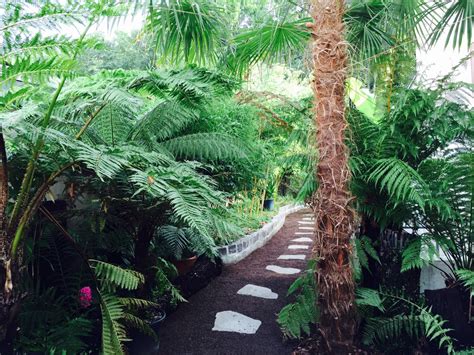 Exoten für den hausgarten | mdr garten gartenarbeit mit exoten zusätzliche pflanzen für exotische gärten der exotische garten kann sowohl im innenbereich als auch draußen auf der terrasse angebaut. Baumfarne und andere Exoten - Natur - Gesellschaft für ...