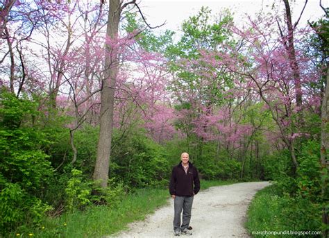The dwarf rising sun redbud, despite its smaller stature, maintains the rapid growth rate of its parent tree, the eastern redbud. Marathon Pundit: (Photos) Redbud trees in bloom