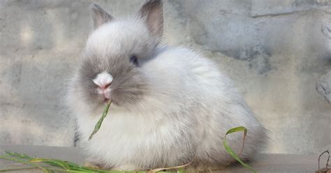 Netherland Dwarf Rabbit Colours Types Bunny Buddy West Coast