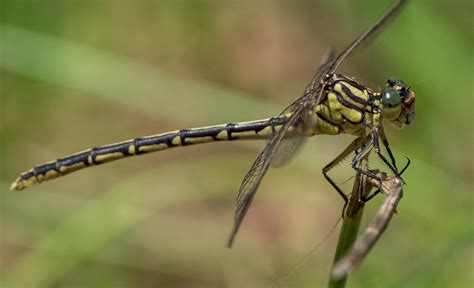 Insects Of A Native Grassland — Life In A Southern Forest