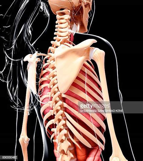 Rib Cage Photos And Premium High Res Pictures Getty Images