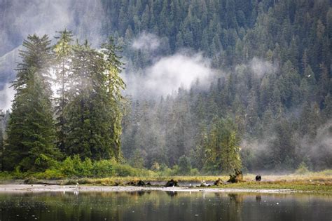 The Great Bear Rainforest A Place Of Beauty And Wonder Wwf Canada