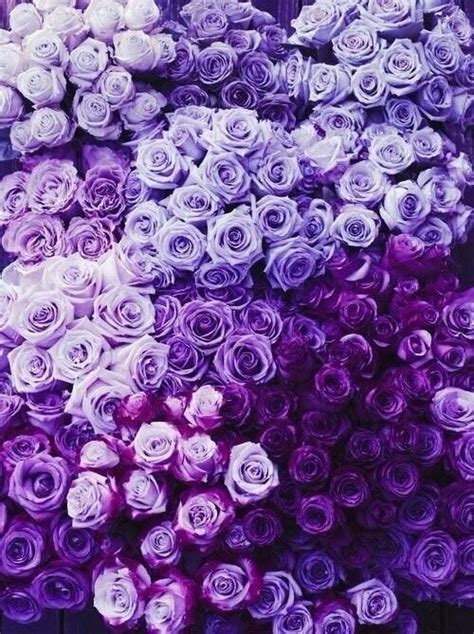 Новости Purple Roses Purple Aesthetic Purple Wallpaper