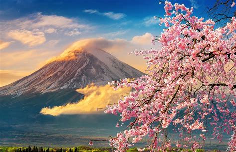 Đi Tìm Những Thiên đường Hoa Xuân Nhật Bản Du Lịch Mở Toàn Cầu Tổ
