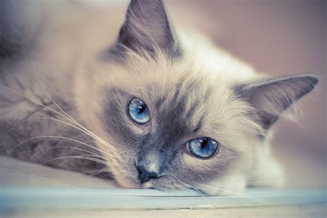 Shallow Focus Photography Of Brown And White Siamese Cat Hd Wallpaper