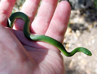 Best beginner pet snake #1: nmherps: Last Year's Green Snake. Curvy! | Green snake ...