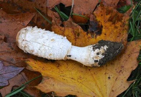 Poisonous mushrooms in washington state. new neighbor: the shaggy mane mushroom - A Way To Garden