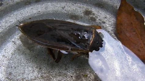 Giant Water Bug Toe Biter Alligator Tick Belostomatidae Youtube