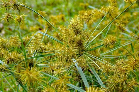 Tubercules De Cyperus Esculentus Souchet Comestible Boutique Végétale