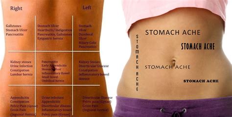 There are multiple anatomical areas within the abdomen, each of which contain specific contents and are bound by certain borders. Pit Stop to Wonderland: Anatomy of a Stomach Ache