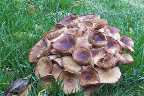 Cluster Of Mushrooms Found In Local Yard Mushroom