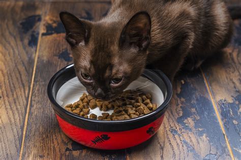 Ultimate Cat Feeding Guide What And How Much To Feed Them