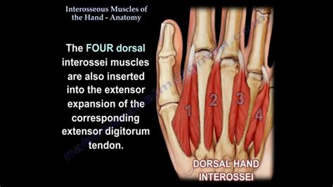 Dorsal Interosseous Muscles Ubicaciondepersonascdmxgobmx